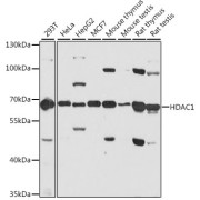 Western blot analysis of various lysates using [KD Validated] HDAC1 Antibody at 1/2000 dilution incubated at room temperature for 1.5 hours. Secondary antibody: HRP-conjugated Goat anti-Rabbit IgG (H+L) at 1/10000 dilution. Lysates/proteins: 25 µg per lane. Blocking buffer: 3% nonfat dry milk in TBST. Detection: ECL Basic Kit (RM00020) Exposure time: 20 s.