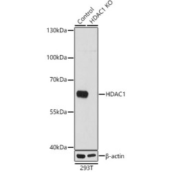 Histone Deacetylase 1 (HDAC1) Antibody