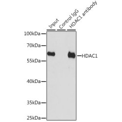 Histone Deacetylase 1 (HDAC1) Antibody