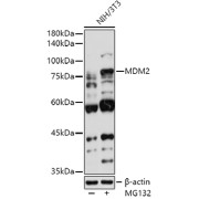 Western blot analysis of lysates from NIH/3T3 cells, using MDM2 Antibody at 1/1000 dilution. NIH/3T3 cells were treated by MG132(50 µM) at 37 °C for 90 minutes. Secondary antibody: HRP-conjugated Goat anti-Rabbit IgG (H+L) at 1/10000 dilution. Lysates/proteins: 25 µg per lane. Blocking buffer: 3% nonfat dry milk in TBST. Exposure time: 90s.