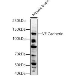 Cadherin 5 (CDH5) Antibody