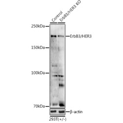 V-Erb B2 Erythroblastic Leukemia Viral Oncogene Homolog 3 (ERBB3) Antibody