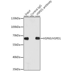 Heat Shock 60 kDa Protein 1, Chaperonin / HSP60 (HSPD1) Antibody