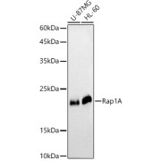 Western blot analysis of various lysates using [KO Validated] Rap1A Antibody at 1/1000 dilution. Secondary antibody: HRP-conjugated Goat anti-Rabbit IgG (H+L) at 1/10000 dilution. Lysates/proteins: 25 µg per lane. Blocking buffer: 3% nonfat dry milk in TBST. Exposure time: 90s.