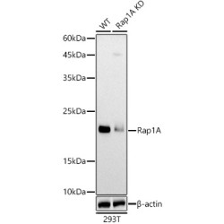 Ras-Related Protein Rap-1A (RAP1A) Antibody