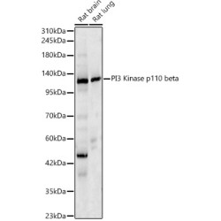 Phosphoinositide-3-Kinase Catalytic Beta Polypeptide (PIK3CB) Antibody