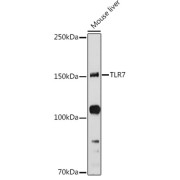 Western blot analysis of lysates from Mouse liver, using TLR7 Antibody at 1/1000 dilution. Secondary antibody: HRP-conjugated Goat anti-Rabbit IgG (H+L) at 1/10000 dilution. Lysates/proteins: 25 µg per lane. Blocking buffer: 3% nonfat dry milk in TBST. Exposure time: 90s.