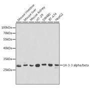 Western blot analysis of various lysates using 14-3-3 alpha/beta Antibody at 1/1000 dilution. Secondary antibody: HRP-conjugated Goat anti-Rabbit IgG (H+L) at 1/10000 dilution. Lysates/proteins: 25 µg per lane. Blocking buffer: 3% nonfat dry milk in TBST.