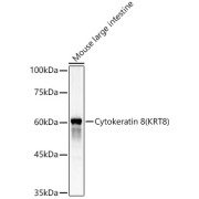 Western blot analysis of lysates from Mouse large intestine, using Cytokeratin 8 (KRT8) Antibody at 1/4000 dilution. Secondary antibody: HRP-conjugated Goat anti-Rabbit IgG (H+L) at 1/10000 dilution. Lysates/proteins: 25 µg per lane. Blocking buffer: 3% nonfat dry milk in TBST. Exposure time: 10s.