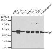 Western blot analysis of various lysates using Arp3 Antibody at 1/1000 dilution. Secondary antibody: HRP-conjugated Goat anti-Rabbit IgG (H+L) at 1/10000 dilution. Lysates/proteins: 25 µg per lane. Blocking buffer: 3% nonfat dry milk in TBST.