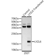 Western blot analysis of various lysates, using LYZL6 Antibody at 1/2000 dilution. Secondary antibody: HRP-conjugated Goat anti-Rabbit IgG (H+L) at 1/10000 dilution. Lysates/proteins: 25 µg per lane. Blocking buffer: 3% nonfat dry milk in TBST. Exposure time: 90s.