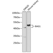 Western blot analysis of various lysates using BAG1 Antibody at 1/1000 dilution. Secondary antibody: HRP-conjugated Goat anti-Rabbit IgG (H+L) at 1/10000 dilution. Lysates/proteins: 25 µg per lane. Blocking buffer: 3% nonfat dry milk in TBST.