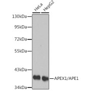 Western blot analysis of various lysates using APEX1/APE1 Antibody . Secondary antibody: HRP-conjugated Goat anti-Rabbit IgG (H+L) at 1/10000 dilution. Lysates/proteins: 25 µg per lane. Blocking buffer: 3% nonfat dry milk in TBST.