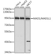 Western blot analysis of various lysates using MAD1/MAD1L1 Antibody at 1/1000 dilution. Secondary antibody: HRP-conjugated Goat anti-Rabbit IgG (H+L) at 1/10000 dilution. Lysates/proteins: 25 µg per lane. Blocking buffer: 3% nonfat dry milk in TBST.