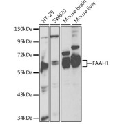 Western blot analysis of various lysates using FAAH1 Antibody at 1/1000 dilution. Secondary antibody: HRP-conjugated Goat anti-Rabbit IgG (H+L) at 1/10000 dilution. Lysates/proteins: 25 µg per lane. Blocking buffer: 3% nonfat dry milk in TBST.