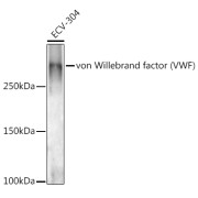 Western blot analysis of lysates from ECV-304 cells, using von Willebrand factor (VWF) Antibody at 1/1000 dilution. Secondary antibody: HRP-conjugated Goat anti-Rabbit IgG (H+L) at 1/10000 dilution. Lysates/proteins: 25 µg per lane. Blocking buffer: 3% nonfat dry milk in TBST. Exposure time: 180s.