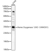 Western blot analysis of lysates from A549 cells, using Heme Oxygenase 1 (HO-1/HMOX1) Antibody at 1/2000 dilution. Secondary antibody: HRP-conjugated Goat anti-Rabbit IgG (H+L) at 1/10000 dilution. Lysates/proteins: 25 µg per lane. Blocking buffer: 3% nonfat dry milk in TBST. Exposure time: 30s.