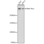 Western blot analysis of various lysates using DNA-PKcs Antibody at 1/1000 dilution. Secondary antibody: HRP-conjugated Goat anti-Rabbit IgG (H+L) at 1/10000 dilution. Lysates/proteins: 25 µg per lane. Blocking buffer: 3% nonfat dry milk in TBST. Exposure time: 1s.