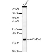 Western blot analysis of various lysates using AIF1/IBA1 Antibody at 1/5000 dilution incubated overnight at 4 °C. Secondary antibody: HRP-conjugated Goat anti-Rabbit IgG (H+L) at 1/10000 dilution. Lysates/proteins: 25 µg per lane. Blocking buffer: 3% nonfat dry milk in TBST. Negative control (NC): HeLa Exposure time: 10s.