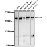 Western blot analysis of various lysates using Sin3A Antibody at 1/500 dilution. Secondary antibody: HRP-conjugated Goat anti-Rabbit IgG (H+L) at 1/10000 dilution. Lysates/proteins: 25 µg per lane. Blocking buffer: 3% nonfat dry milk in TBST. Exposure time: 180s.