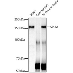 SIN3 Transcription Regulator Family Member A (SIN3A) Antibody