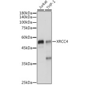 Western blot analysis of various lysates using XRCC4 Antibody at 1/1000 dilution. Secondary antibody: HRP-conjugated Goat anti-Rabbit IgG (H+L) at 1/10000 dilution. Lysates/proteins: 25 µg per lane. Blocking buffer: 3% nonfat dry milk in TBST. Exposure time: 1s.