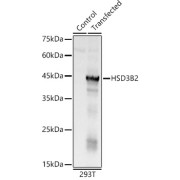 Western blot analysis of lysates from wild type (WT) and 293T cells transfected with HSD3B2, using HSD3B2 Antibody at 1/400 dilution. Secondary antibody: HRP-conjugated Goat anti-Rabbit IgG (H+L) at 1/10000 dilution. Lysates/proteins: 25 µg per lane. Blocking buffer: 3% nonfat dry milk in TBST. Exposure time: 0.5s.