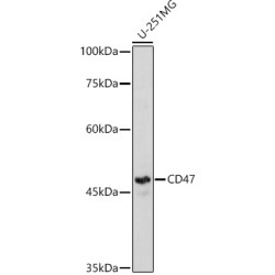 Leukocyte Surface Antigen CD47 (CD47) Antibody