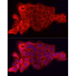 Leukocyte Surface Antigen CD47 (CD47) Antibody