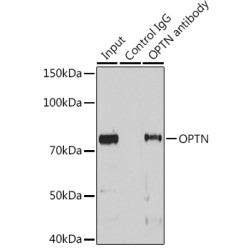 Optineurin (OPTN) Antibody