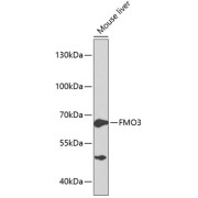 Western blot analysis of lysates from mouse liver, using FMO3 Antibody at 1/1000 dilution. Secondary antibody: HRP-conjugated Goat anti-Rabbit IgG (H+L) at 1/10000 dilution. Lysates/proteins: 25 µg per lane. Blocking buffer: 3% nonfat dry milk in TBST.