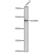 Western blot analysis of lysates from HepG2 cells, using KCNN4 Antibody at 1/1000 dilution. Secondary antibody: HRP-conjugated Goat anti-Rabbit IgG (H+L) at 1/10000 dilution. Lysates/proteins: 25 µg per lane. Blocking buffer: 3% nonfat dry milk in TBST. Exposure time: 1s.