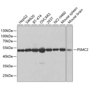 Western blot analysis of various lysates using PSMC2 Antibody at 1/1000 dilution. Secondary antibody: HRP-conjugated Goat anti-Rabbit IgG (H+L) at 1/10000 dilution. Lysates/proteins: 25 µg per lane. Blocking buffer: 3% nonfat dry milk in TBST. Exposure time: 3s.