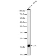 Western blot analysis of lysates from Mouse kidney, using CDA Antibody at 1/400 dilution. Secondary antibody: HRP-conjugated Goat anti-Rabbit IgG (H+L) at 1/10000 dilution. Lysates/proteins: 25 µg per lane. Blocking buffer: 3% nonfat dry milk in TBST. Exposure time: 180s.