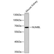 Western blot analysis of lysates from Mouse kidney , using NUMBL Antibody. Secondary antibody: HRP-conjugated Goat anti-Rabbit IgG (H+L) at 1/10000 dilution. Lysates/proteins: 25 µg per lane. Blocking buffer: 3% nonfat dry milk in TBST.