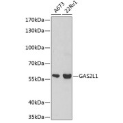 Western blot analysis of various lysates using GAS2L1 Antibody at 1/500 dilution. Secondary antibody: HRP-conjugated Goat anti-Rabbit IgG (H+L) at 1/10000 dilution. Lysates/proteins: 25 µg per lane. Blocking buffer: 3% nonfat dry milk in TBST.