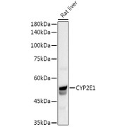 Western blot analysis of lysates from Rat liver, using CYP2E1 Antibody at 1/1000 dilution. Secondary antibody: HRP-conjugated Goat anti-Rabbit IgG (H+L) at 1/10000 dilution. Lysates/proteins: 25 µg per lane. Blocking buffer: 3% nonfat dry milk in TBST. Exposure time: 0.5s.