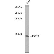 Western blot analysis of lysates from HeLa cells, using PATE3 Antibody. Secondary antibody: HRP-conjugated Goat anti-Rabbit IgG (H+L) at 1/10000 dilution. Lysates/proteins: 25 µg per lane. Blocking buffer: 3% nonfat dry milk in TBST.