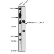 Western blot analysis of various lysates using KAT8/MYST1/MOF Antibody at 1/1000 dilution. Secondary antibody: HRP-conjugated Goat anti-Rabbit IgG (H+L) at 1/10000 dilution. Lysates/proteins: 25 µg per lane. Blocking buffer: 3% nonfat dry milk in TBST. Exposure time: 30s.