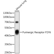 Western blot analysis of lysates from Mouse lung, using Purinergic Receptor P2Y6 Antibody at 1/1000 dilution. Secondary antibody: HRP-conjugated Goat anti-Rabbit IgG (H+L) at 1/10000 dilution. Lysates/proteins: 25 µg per lane. Blocking buffer: 3% nonfat dry milk in TBST. Exposure time: 1s.