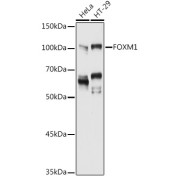 Western blot analysis of various lysates using FOXM1 Antibody at 1/1000 dilution. Secondary antibody: HRP-conjugated Goat anti-Rabbit IgG (H+L) at 1/10000 dilution. Lysates/proteins: 25 µg per lane. Blocking buffer: 3% nonfat dry milk in TBST. Exposure time: 90s.