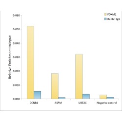 Forkhead Box Protein M1 (FOXM1) Antibody