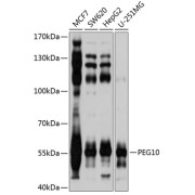 Western blot analysis of various lysates using PEG10 Antibody at 1/1000 dilution. Secondary antibody: HRP-conjugated Goat anti-Rabbit IgG (H+L) at 1/10000 dilution. Lysates/proteins: 25 µg per lane. Blocking buffer: 3% nonfat dry milk in TBST. Exposure time: 1s.