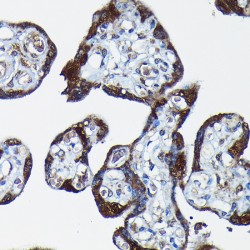 Retrotransposon-Derived Protein PEG10 (PEG10) Antibody