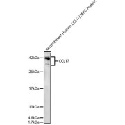 Western blot analysis of Recombinant Human CCL17/TARC Protein (RP01374), using CCL17 Antibody at 1/6000 dilution. Secondary antibody: HRP-conjugated Goat anti-Rabbit IgG (H+L) at 1/10000 dilution. Lysates/proteins: 10ng per lane. Blocking buffer: 3% nonfat dry milk in TBST. Exposure time: 60s.