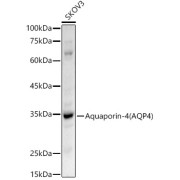 Western blot analysis of lysates from SKOV3 cells, using Aquaporin-4 (AQP4) Antibody at 1/500 dilution. Secondary antibody: HRP-conjugated Goat anti-Rabbit IgG (H+L) at 1/10000 dilution. Lysates/proteins: 25 µg per lane. Blocking buffer: 3% nonfat dry milk in TBST. Exposure time: 60s.