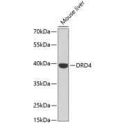 Western blot analysis of lysates from mouse liver, using DRD4 Antibody at 1/500 dilution. Secondary antibody: HRP-conjugated Goat anti-Rabbit IgG (H+L) at 1/10000 dilution. Lysates/proteins: 25 µg per lane. Blocking buffer: 3% nonfat dry milk in TBST. Exposure time: 40s.