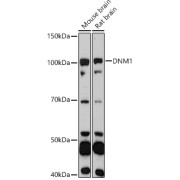 Western blot analysis of various lysates using DNM1 Antibody at 1/1000 dilution. Secondary antibody: HRP-conjugated Goat anti-Rabbit IgG (H+L) at 1/10000 dilution. Lysates/proteins: 25 µg per lane. Blocking buffer: 3% nonfat dry milk in TBST. Exposure time: 90s.