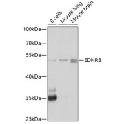 abx002134