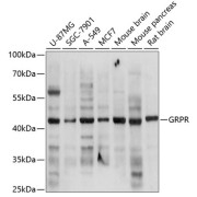 Western blot analysis of various lysates using GRPR Antibody at 1/3000 dilution. Secondary antibody: HRP-conjugated Goat anti-Rabbit IgG (H+L) at 1/10000 dilution. Lysates/proteins: 25 µg per lane. Blocking buffer: 3% nonfat dry milk in TBST. Exposure time: 15s.